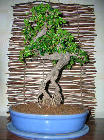 Bonsai - bonsai 1081.jpg