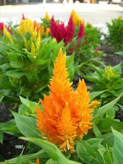 kwiaty różne - celozja-grzebionatka-celosia_5381.jpg