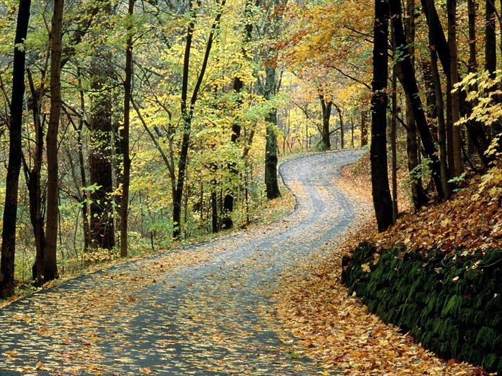 DROGA - Autumn Road, Percy Warner Park, Nashville, Tennessee.jpg