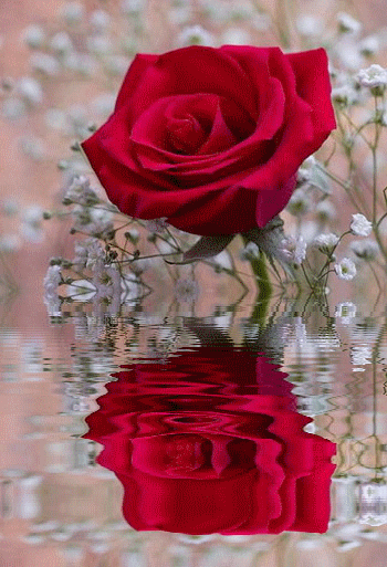 czerwone róże - czerwona róża2.gif