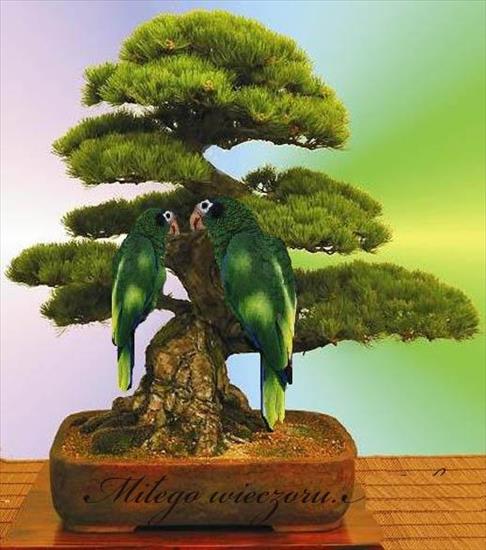 Drzewka Bonsai - 4f1d3ff4e71.jpg