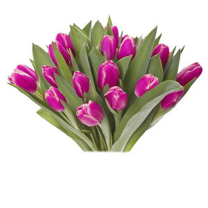 Wielkanocne - png - tulipany-na-dzie-kobiet.png