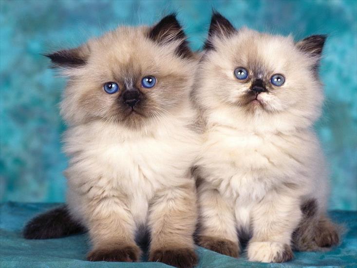 kociaki - Himalayan Kittens.jpg
