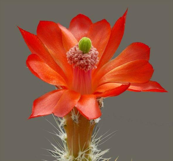 Kwitnące kaktusy - Imagen20.jpg
