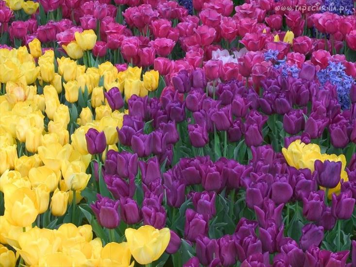 tapeta kwiaty - 5117_kolorowe_tulipany.jpg