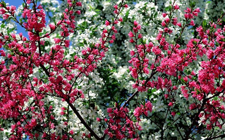  Piękno Wiosny - 259 - 0974.jpg