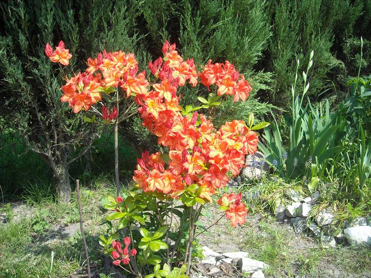 MOJ OGROD - MOJE KWIATY - rododendron.jpg