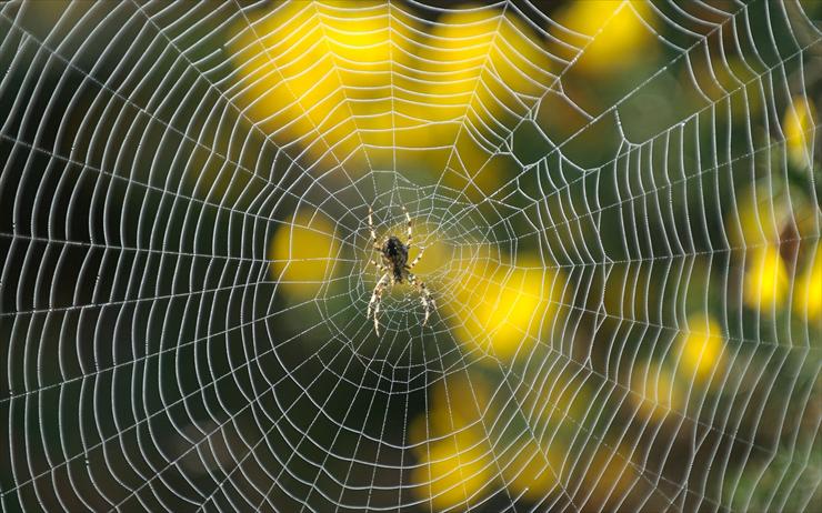 Tapety Full HD chomikuj - web-animals-flowers-wallpaper-images-spiders-spider-4861.jpg