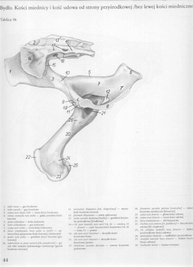atlas anatomii topograficznej-miednica i kończyny - 038.jpg