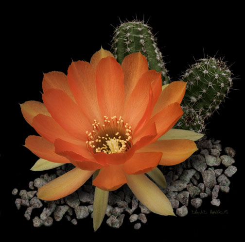 Kwitnące kaktusy - Chamaeolobivia cv Dick Smeaton.jpg