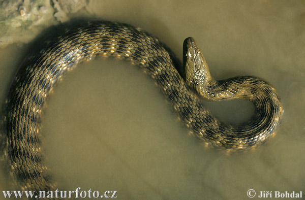 Węże - Zaskroniec rybołów Natrix tessellata.jpg