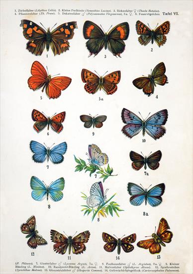 motyle - European-butterfly_060-VI.jpg