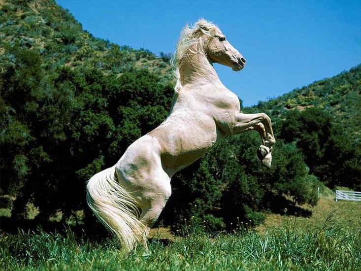 zwierzęta - konie0181.jpg
