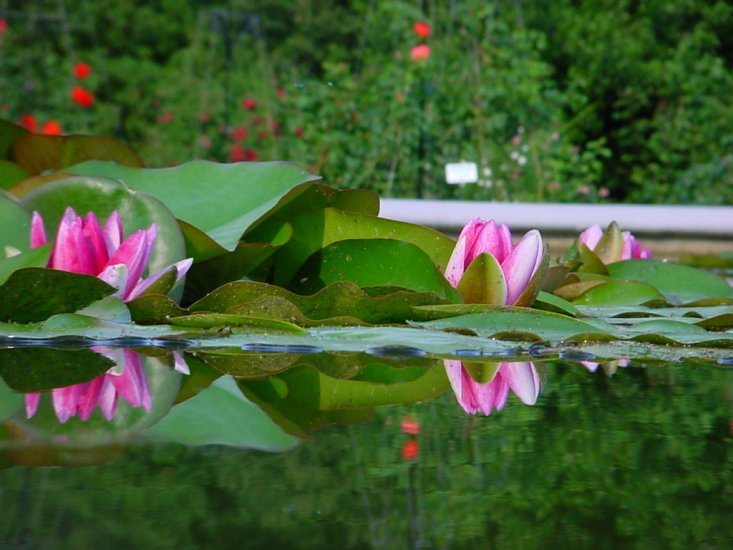 Nenufary-lilie wodne - kwiatki 2 34.jpeg