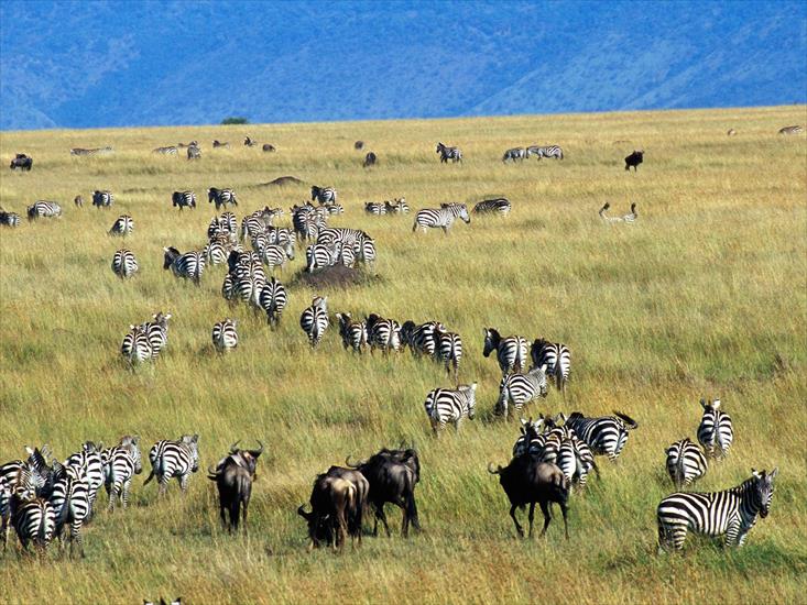  Animals part 2 z 3 - Migration of Burchells Zebras and Wildebeest, Kenya.jpg