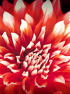 Tapety - Flower.jpg