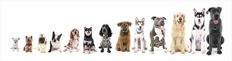 Przewodnik po rasach psów - bigstock-Thirteen-sitting-dogs-in-row-133363721.jpg