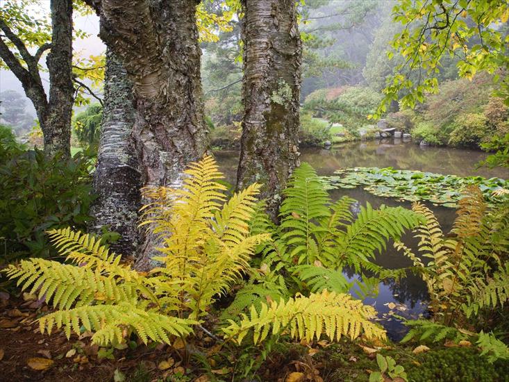 600 Beautifull Pics - Asticou Azalea Garden, Northeast Harbor, Maine.jpg