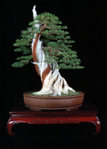 Przepiękne bonsai - mediumjvj8pg47a25dd407ffb.jpg