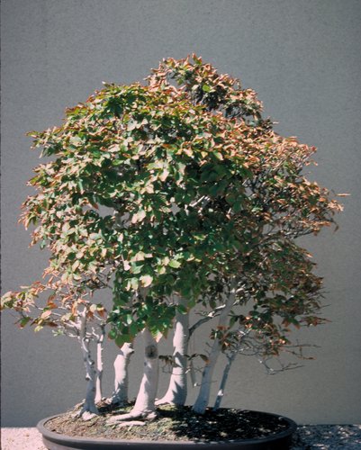 DRZEWKA BONZAI - bonsai_japanese_beech.jpg