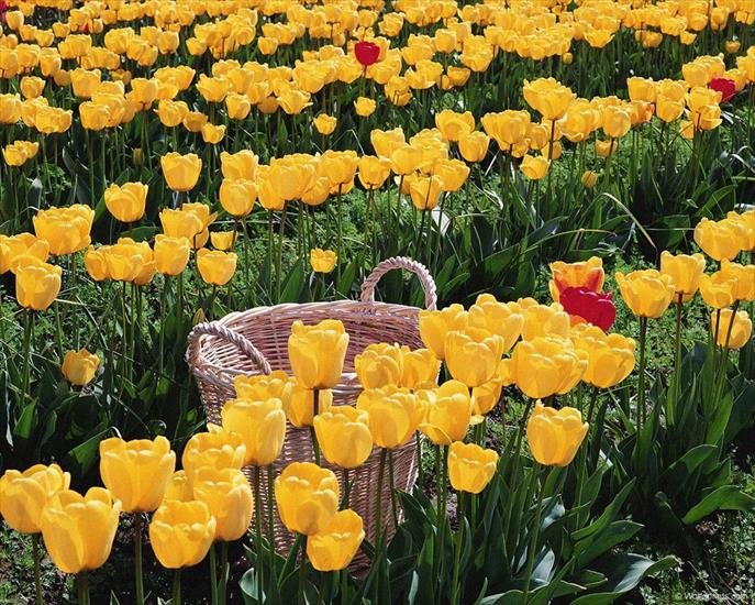 kwiaty - yellow_tulips.jpg