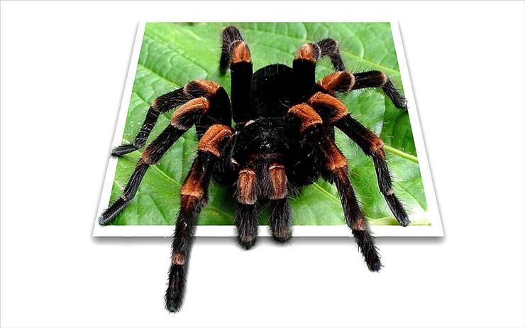 PHOTOSHOP---MALARSTWO  Photoshopem out of bounds - 4D tarantula.jpg
