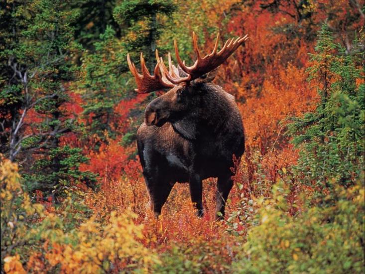 Zachomikowane ładne tapetki - 49_Moose_FallColors_freewildlife_computer_desktopwallpaper_s.jpg