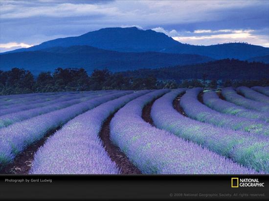 NATIONAL_GEOGRAPHIC_ - purple-fields-ludwig.jpg
