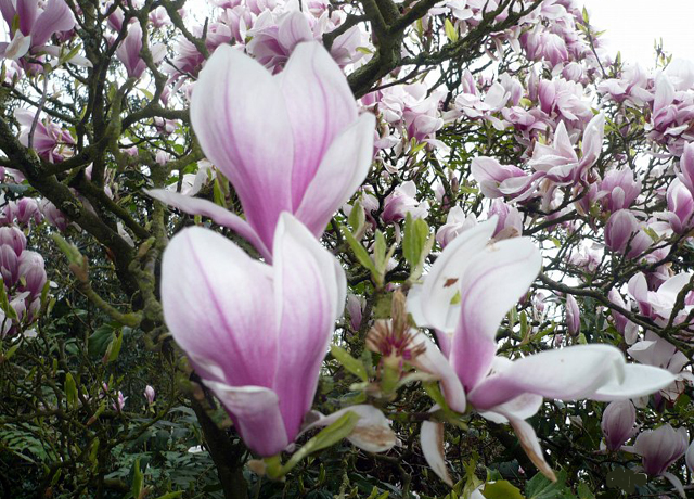 Ogrodowa Magnolia - E371.jpg