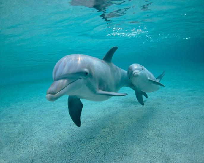delfiny - delfiny.jpg