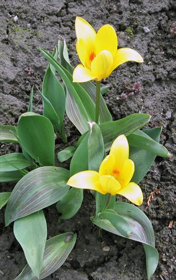 Kwiaty z mojej rabaty - Tulipan 5.jpg