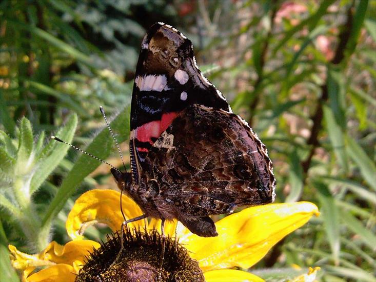 Motyle na kwiatach - Motyl17.jpg