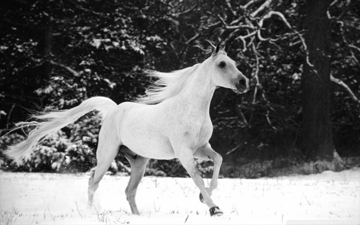 konie - white_horse_running_in_snow-wallpaper-1920x1200.jpg