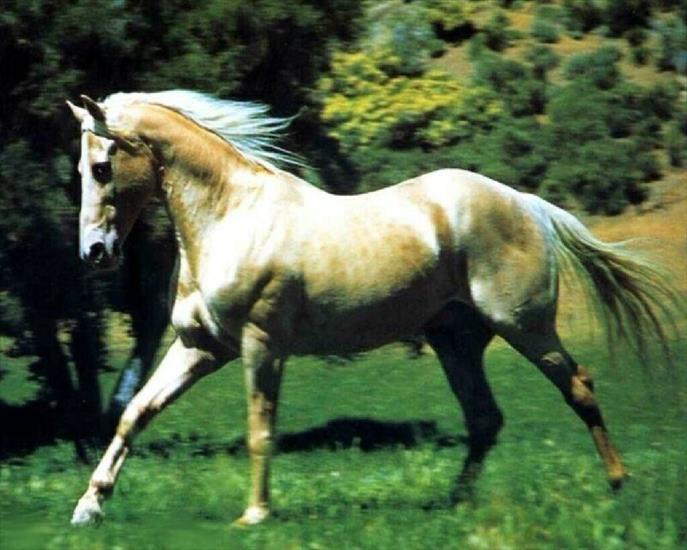 Konie - zwierzeta-konie-1280-34811.jpg
