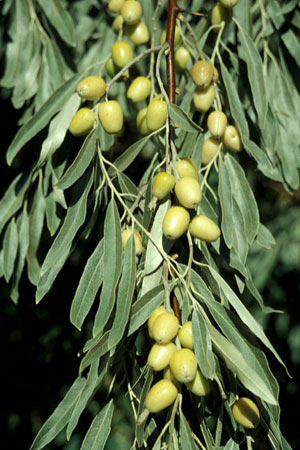 Szata roślinna - Elaeagnus angustifolia - oliwnik wąskolistny 2.jpg