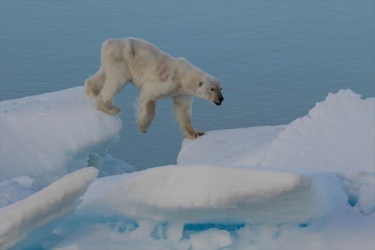 Przerażające Zdjęcia - polar-bear-up-close-4.jpg