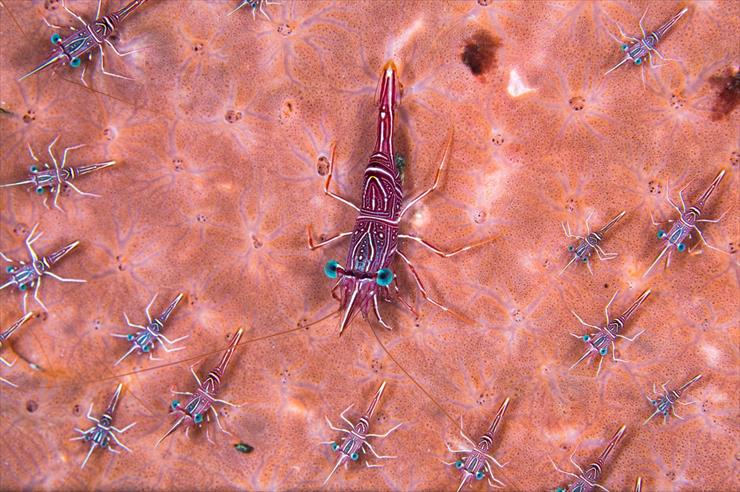 UNDERWATER PHOTO -   2015 - Dancing_ Shrimp in Formation_fot_Theresa A_Guise.jpg