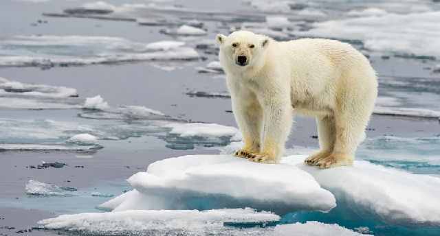 Przerażające Zdjęcia - 11947858_russian-scientists-ambushed-by-polar-bears_1c81e6ac_m.jpg