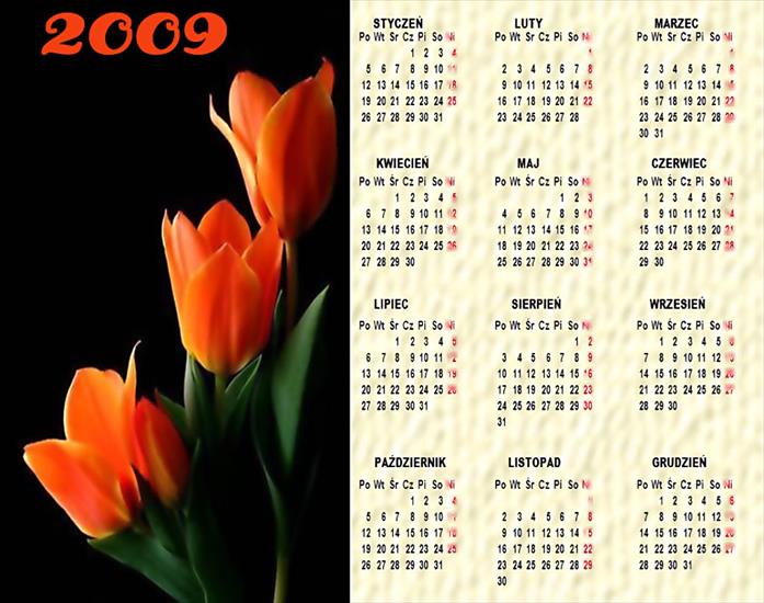 Kalendarze 2009 - tulipan.jpg