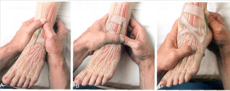 Anatomia masażu - 10-5.JPG