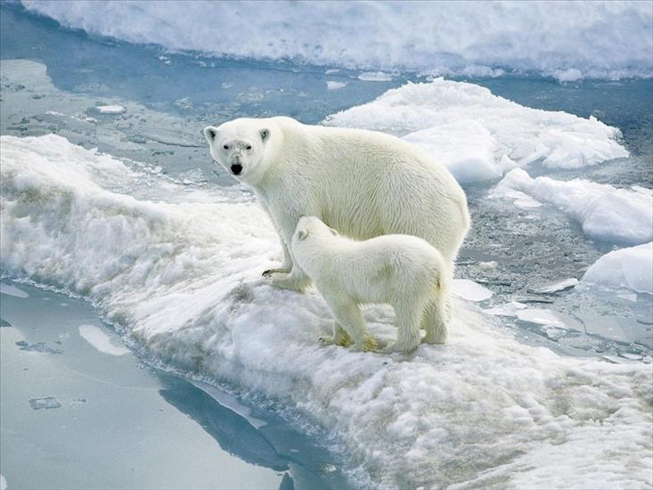 ZWIERZACZKI - ANIMALS - Polar Ice.jpg