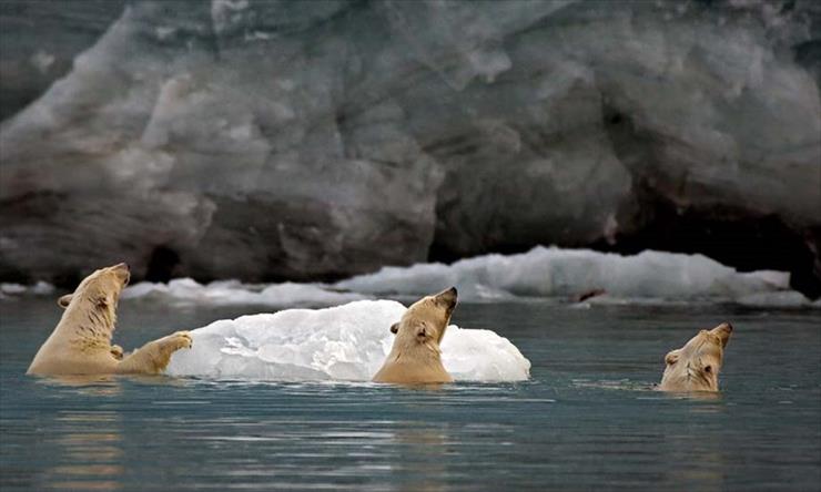 Przerażające Zdjęcia - photos-three-polar-bears-svalbard-norway.jpg