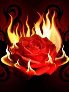  W blasku świec - Ffire Rose.gif