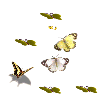 Galeria z motylami - motylki.gif