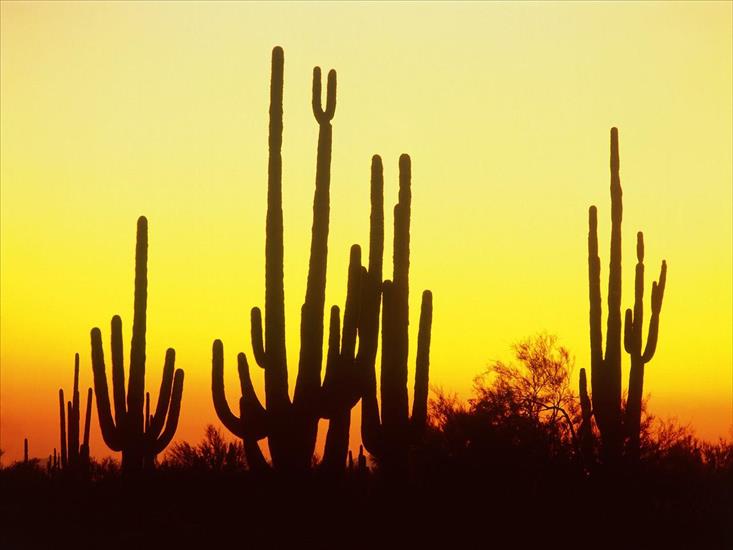 Słońce - Saguaro Cactus at Sunset, Arizona - 1600x1200 - .jpg