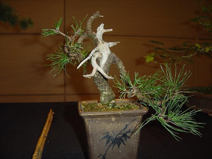 Drzewka BONSAI - bonsai 15.JPG