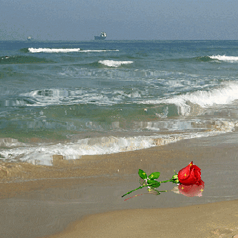  GIFKI  TZW  MISZ MASZ   RYNIOPYNIO   - róża na plaży gif.gif