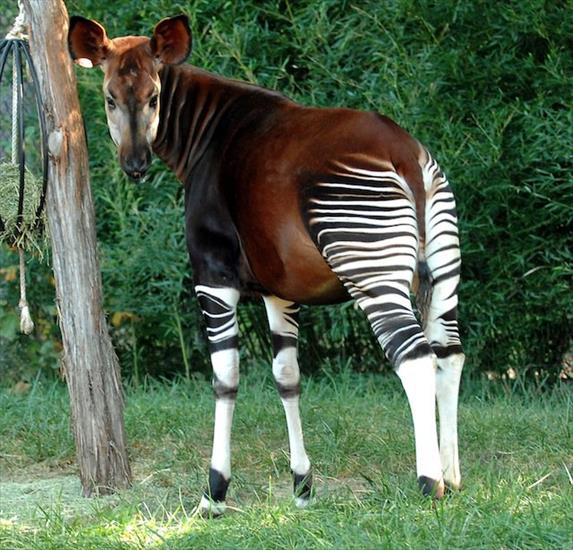 Najdziwniejsze zwierzęta świata ilustracje - Okapi.jpg