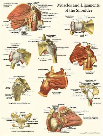 tablice anatomiczne - Shoulder_Anatomy_Poster.jpg
