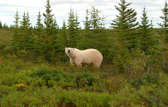 Przerażające Zdjęcia - canada-polar-bears.jpg